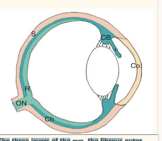 <ol><li><p><strong>fibrous outer tunic (</strong>cornea, sclera),</p></li><li><p><strong>vascular middle uvea</strong> (dark green‐iris, ciliary body, choroid) </p></li><li><p><strong>neuroresensory inner layer</strong> (light green‐retina and optic nerve). </p></li></ol><p></p>