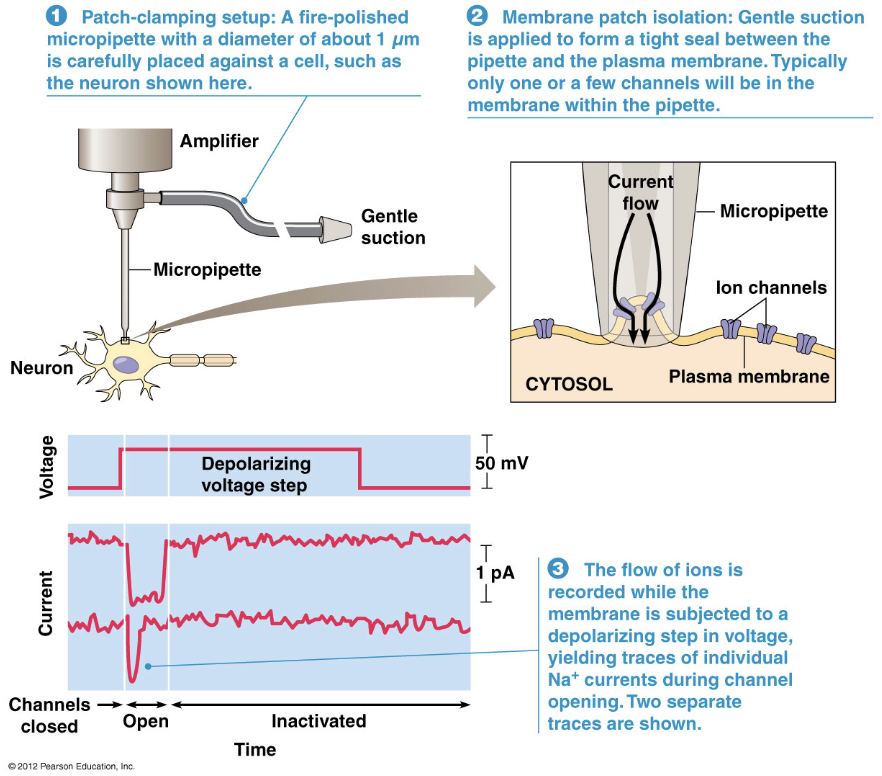 <ul><li><p>Use <strong>patch clamp technique</strong></p><ul><li><p>Ex: Cell attached patch clamp</p></li></ul></li><li><p>Experimentally induce depolarizing voltage step and measure current through single channel → determine ion specificity</p></li></ul><p></p>