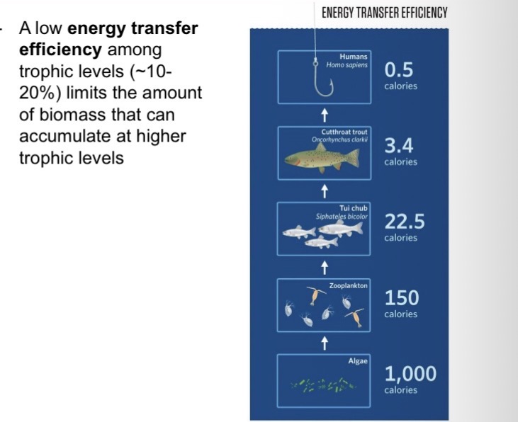 <p><span><span>Little energy actually remains</span></span></p>