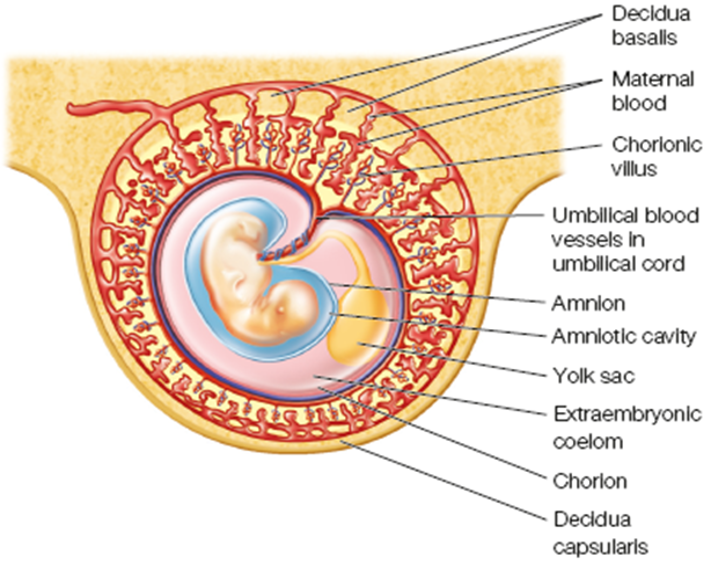 <p>-surrounds amnion, forms the fetal portion of placenta, site for early genetic testing</p>
