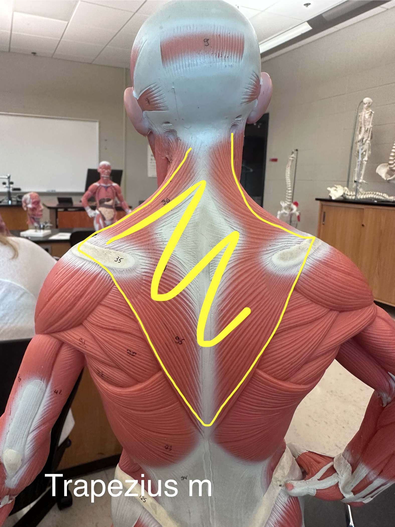 <p>Trapezius muscle. This muscle stabilizes, elevates, retracts, and rotates the scapula.</p>