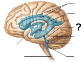 <p>After the third ventricle, CSF flows through which <strong>narrow passage</strong>, labeled “<strong>?</strong>”, to reach the fourth ventricle?</p>