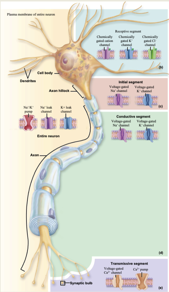 <p>Produced by changes in membrane permeability to ions</p><p>Membrane ion channels (leakage, chemically gated, voltage-gated, and mechanically-gated)</p><p>graded potentials and action potentials result</p>