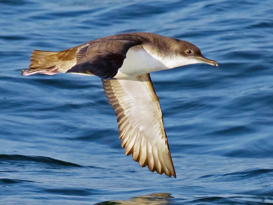 <p>Dark brown on upperparts, white on underparts + dark beak + typically shearing flight (flying close to water surface and touching slightly the waves) + often observed in flocks + mostly pelagic.</p>