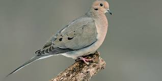 <p>ground foragers, open woodlands</p>