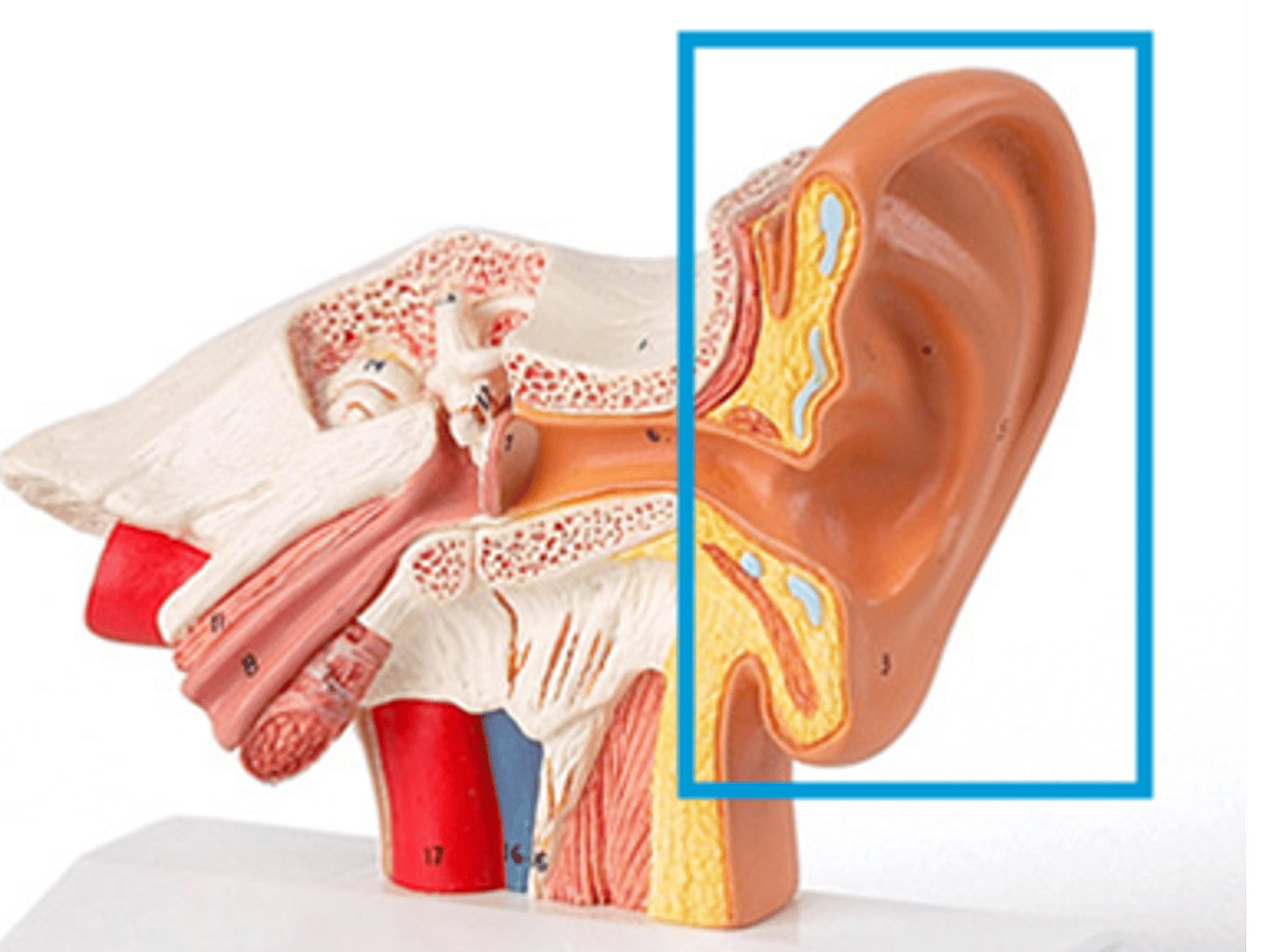 <p>Outer ear structure capturing sound waves.</p>