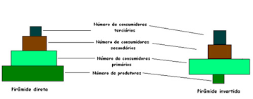 ⚖️ Pirâmide que mostra a massa de matéria orgânica (seca) presente nos organismos de cada nível trófico.