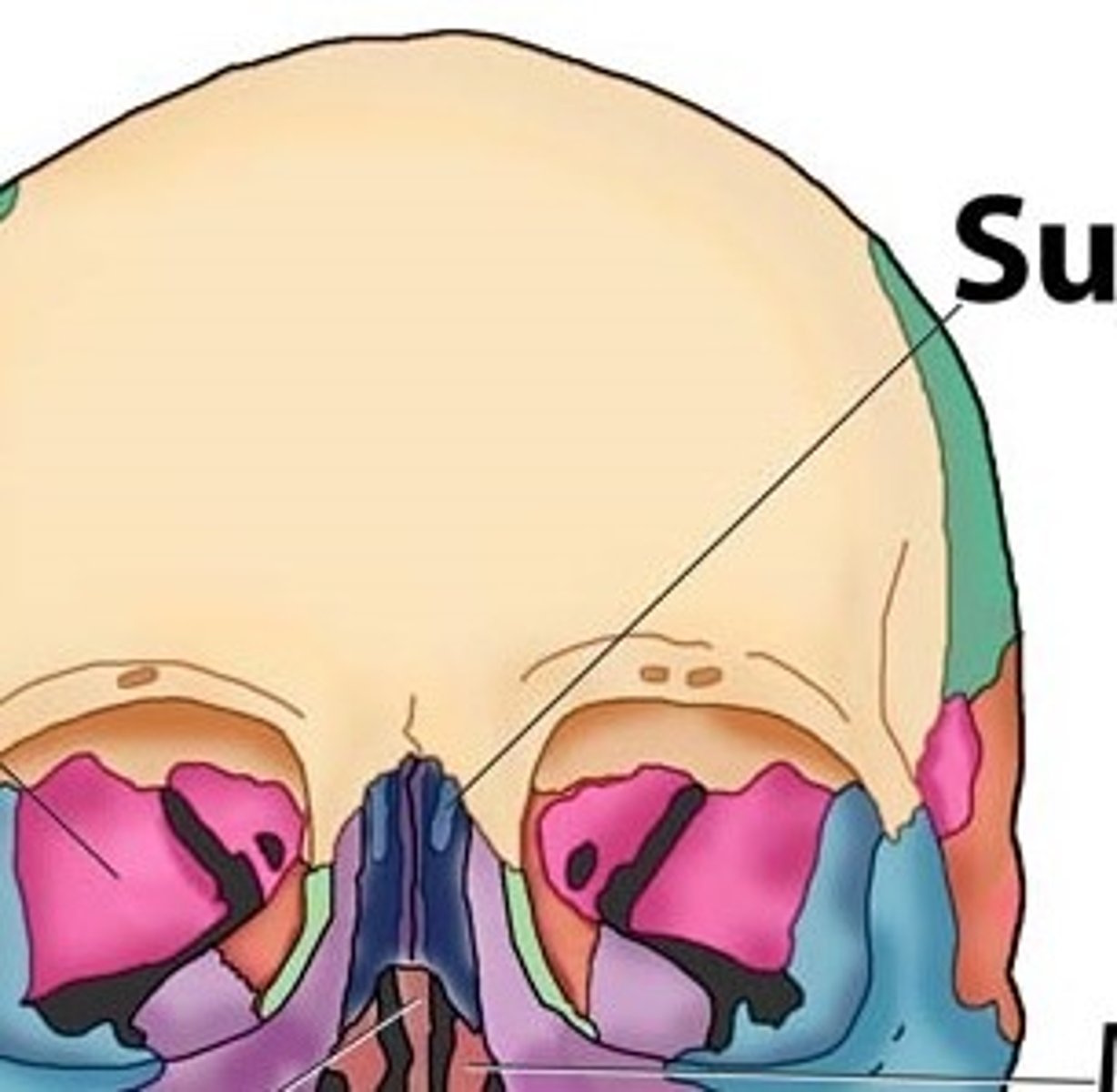 <p>Not Seen (Beneath Nasal Bones)</p>