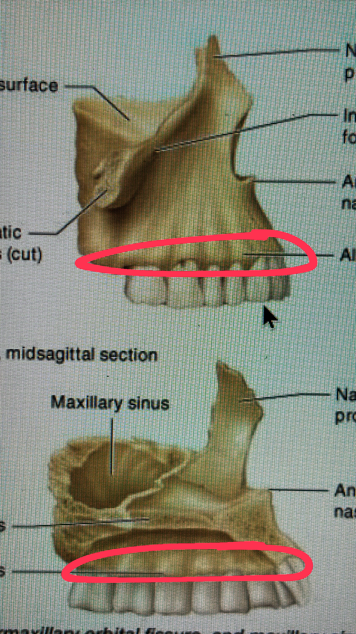 <p>our gums, hold our teeth in place</p>