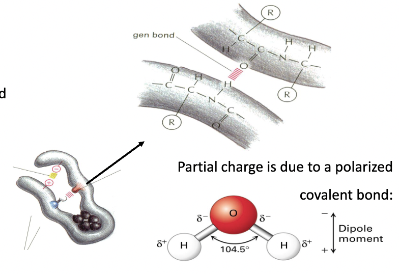 * interaction between a partially positively-charged hydrogen atom in a molecular dipole and unpaired electrons from another atom