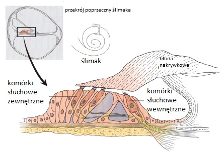 <p>dźwięk może zostać odebrany przy udziale jonów</p>