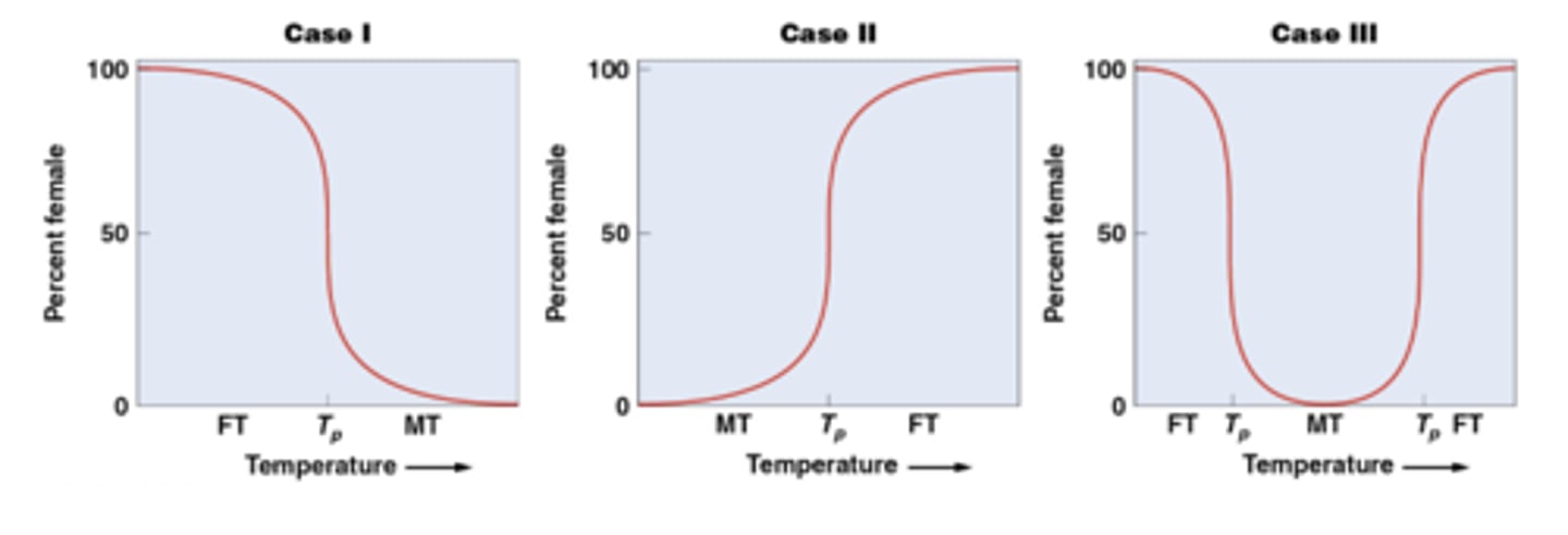 <p>1. low temps yield 100% females, high temps yield 100% males</p><p>2. exact opposite occurs</p><p>3. low and high temps yield 100% females, intermediate temps yield various proportions of males</p>