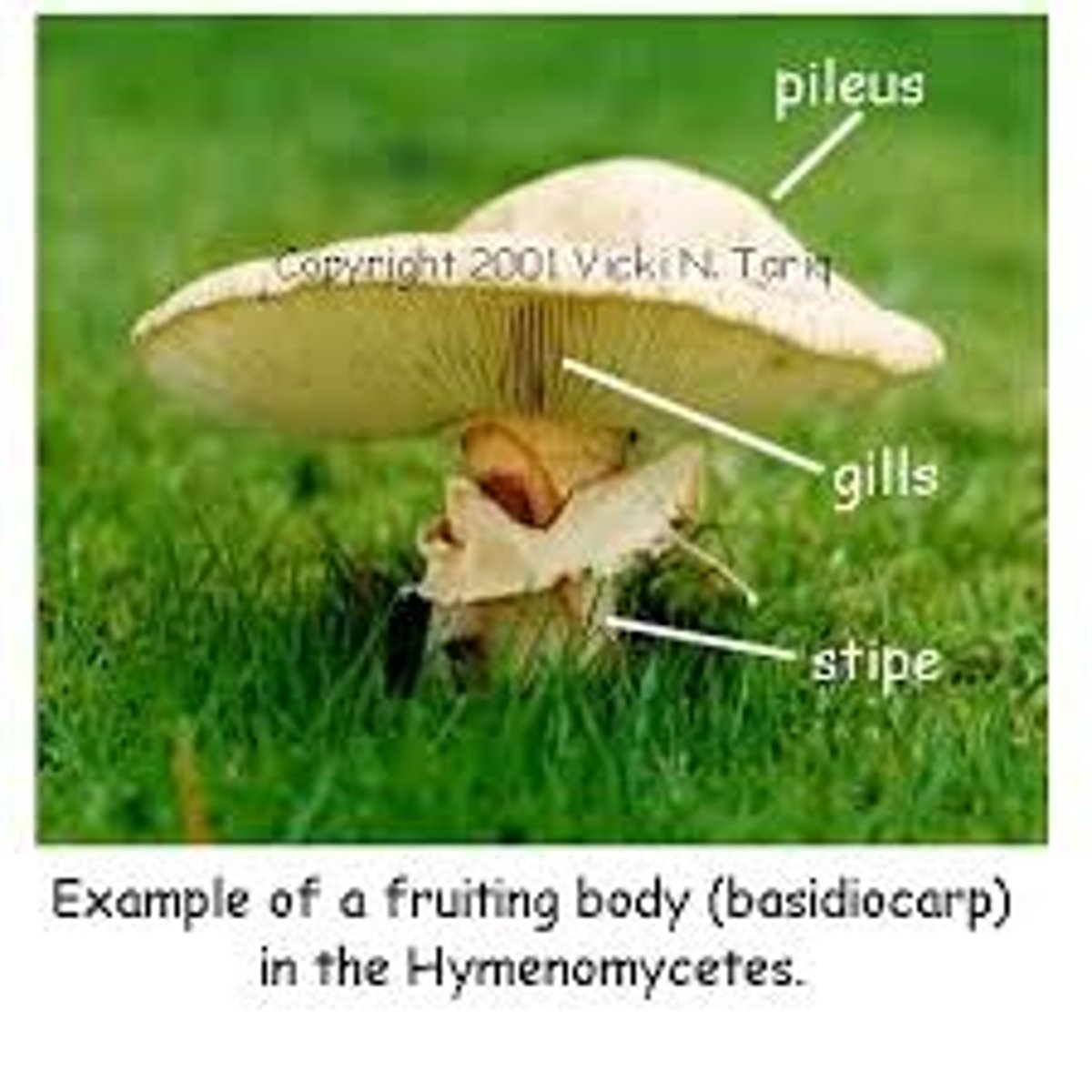 <p>above ground spore-bearing structure of basidiomycetes</p>