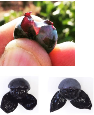 <p>What is involved in “teintureir” berries? i.e., red flesh phenotype</p>