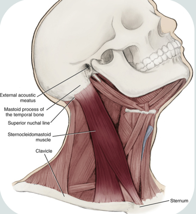<ul><li><p>paired</p></li><li><p>one of the largest and most superficial cervical muscle</p></li><li><p><strong>origin : </strong>medial part of clavicle, sternum’s superior and lateral surfaces</p></li><li><p><strong>insertion : </strong>mastoid process of temporal bone and <span>anterior portion of the superior nuchal line of the occipital bone</span></p></li></ul><p></p>