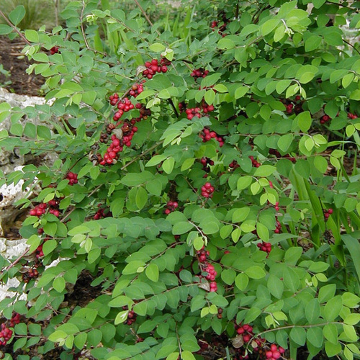 <p>Coralberry</p><p>or</p><p>buckbrush</p><p>Family: Caprifoliaceae</p>