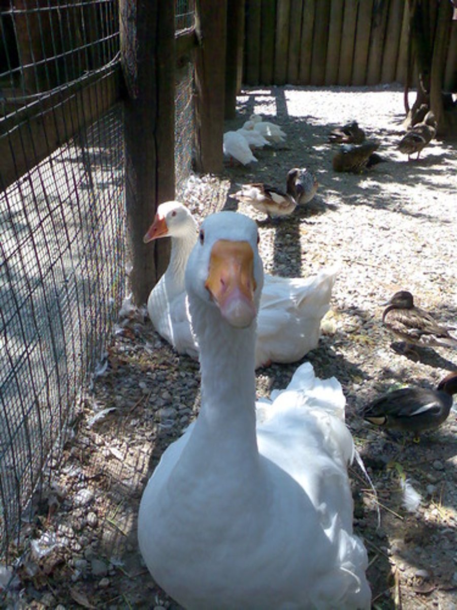 <p>the goose</p>