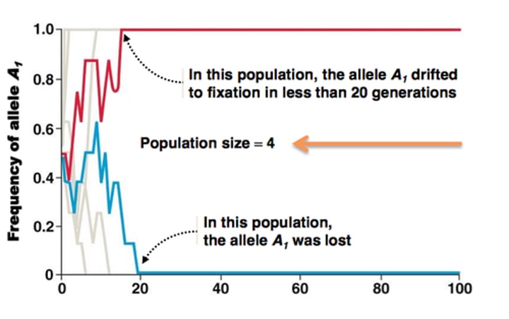 <p>100% frequency of an allele (no diversity for that allele)</p>