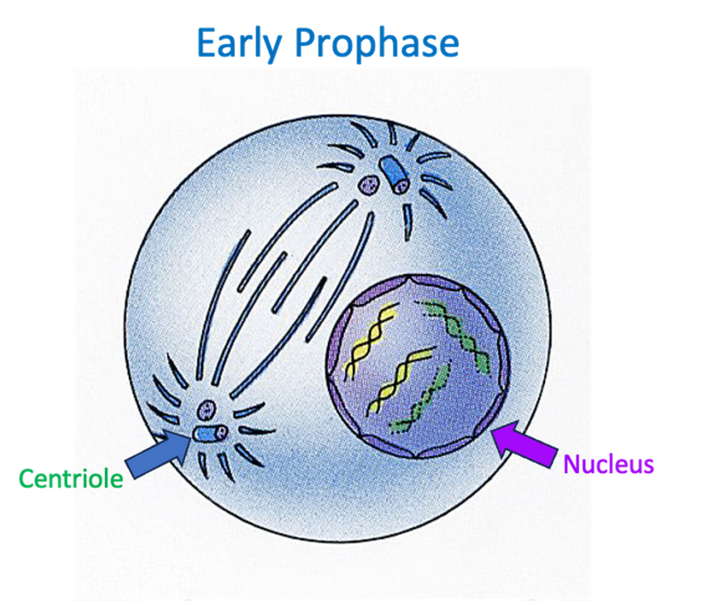 <p>Prophase</p>