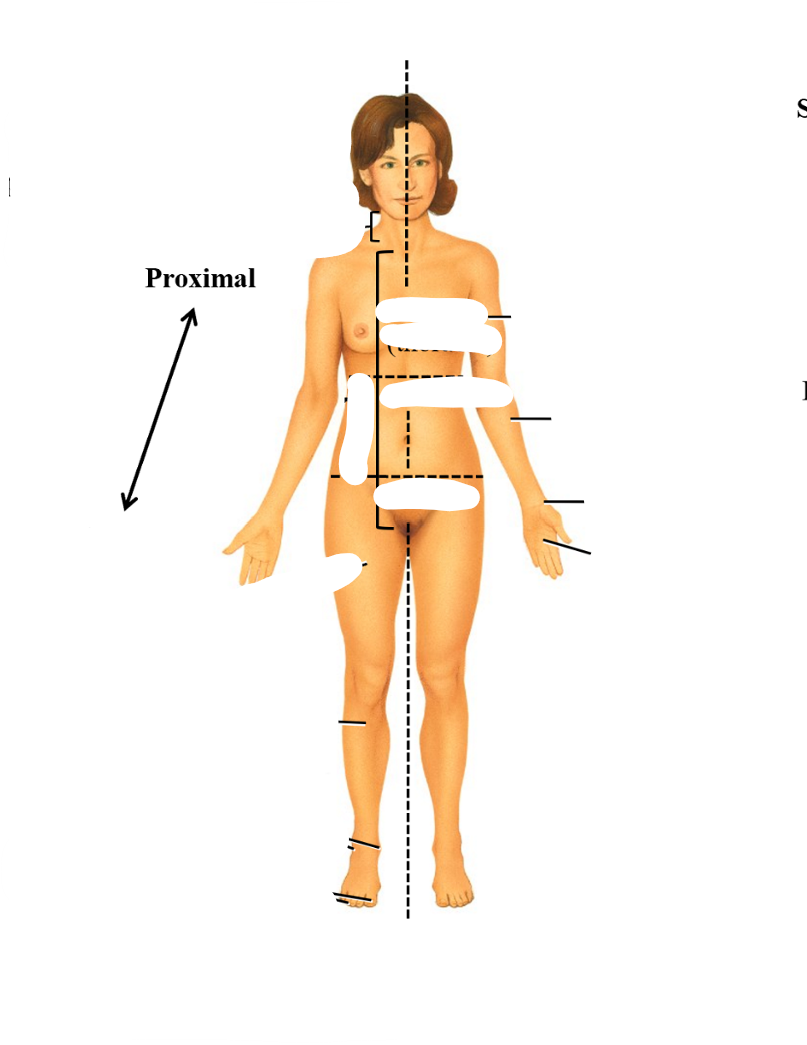 <p>closer to the body</p>