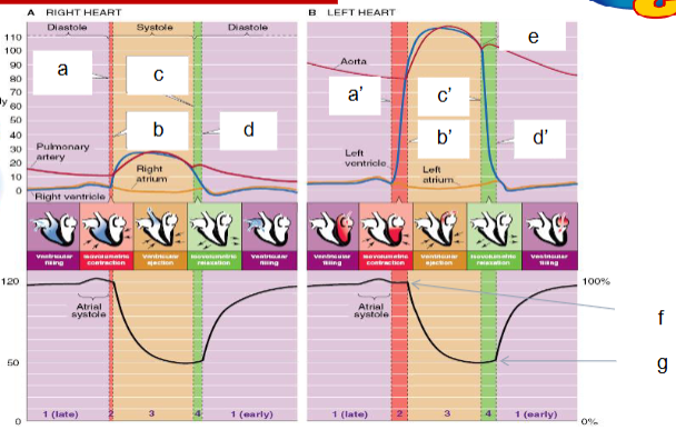 <p>What does c indicate?</p>