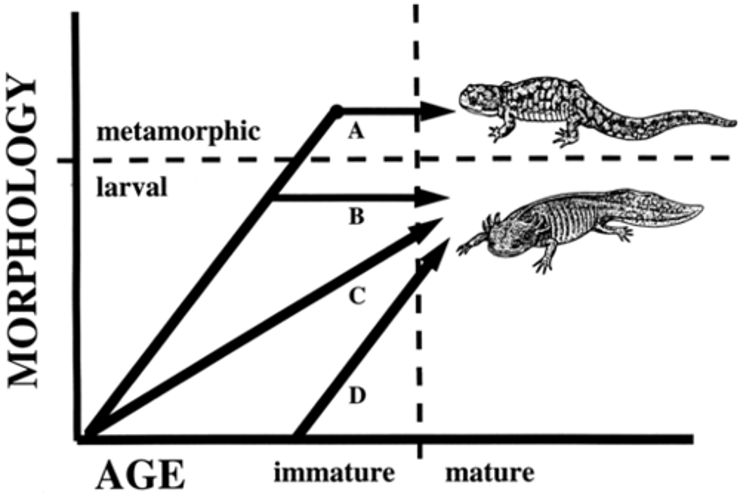 <p>Change in the rate or timing of a developmental event; an organism's shape depends on relative growth rate of body parts.</p>
