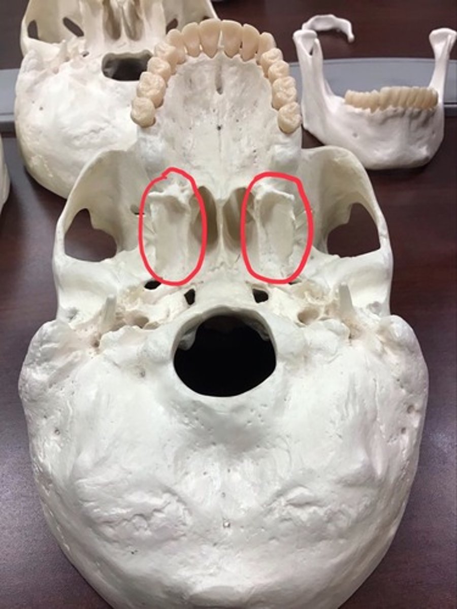 knowt flashcard image