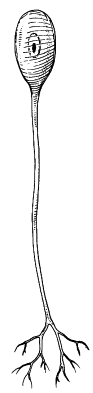<p>a shape-classified neuron that has one process (axon) extending from the soma that serves both functions of the dendrites and axons. they are common in invertebrates, and are not present in humans</p>