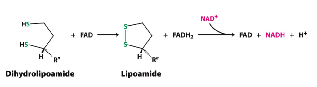 <ul><li><p>goal: oxidation of dihydrolipoamide to lipoamide</p></li><li><p>enzyme: dihydrolipoyl dehydrogenase (E3)</p></li><li><p>prosthetic group: FAD/NAD+</p></li></ul>
