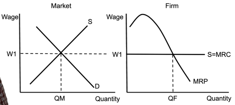 <ul><li><p>perfectly competitive firm in the resource market = a firm hiring workers</p></li><li><p>the wage for the firm is set by the market, gives you a horizontal supply curve, which = marginal resource cost</p></li><li><p>marginal revenue product = how much each worker generates → downward sloping, tells you exactly how many workers to hire (where MRP = MRC) </p></li></ul><p></p>