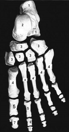 <p>Which number indicates the Metatarsals of the foot?</p>