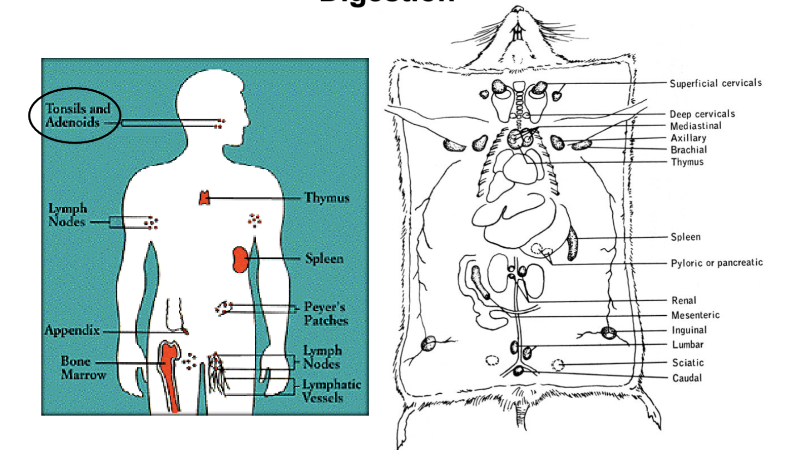 <p>normally tonsils and adenoids</p><p>or taken from deceased or organ donations</p><p>blood is the common one used</p><p>animal model: all accessible lymphoid organs, spleen is common, draining lymph nodes, chop the lymph nodes to smaller pieces and enzymatically digest to increase recovery</p>
