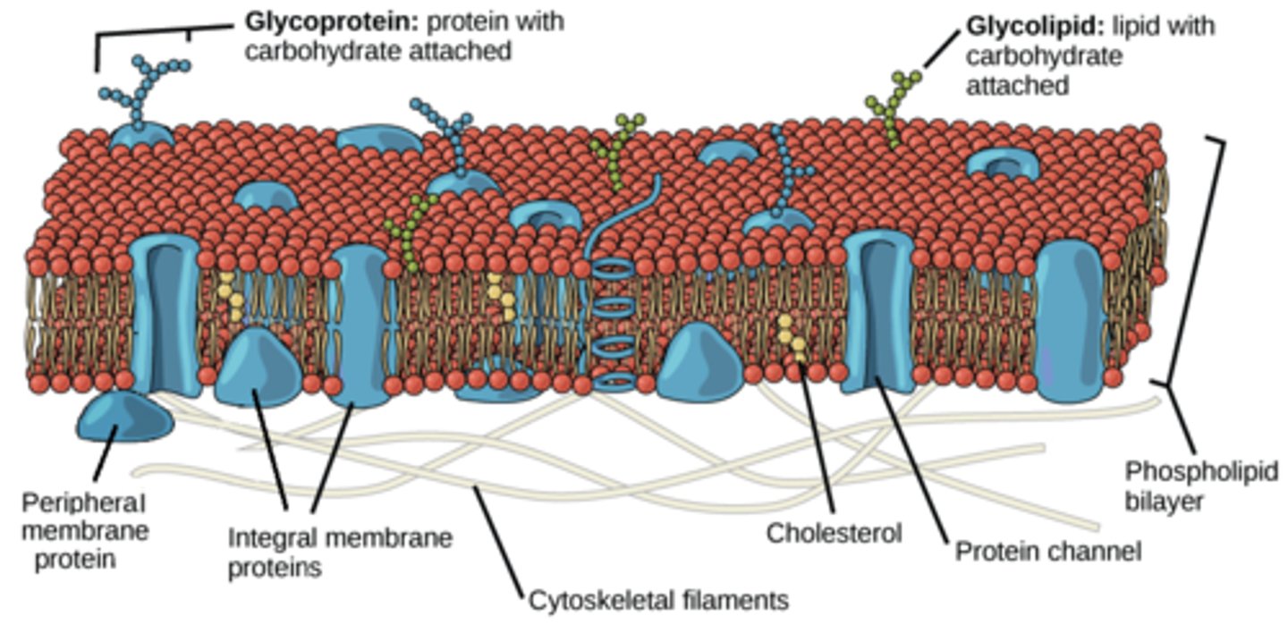 <p>It should contain:</p><p>-ion channel protein (with pore)</p><p>-peripheral protein</p><p>-cholesterol</p><p>-integral protein (polytopic)</p><p>-phospholipid bilayer</p><p>-glycoprotein and glycolipid</p>