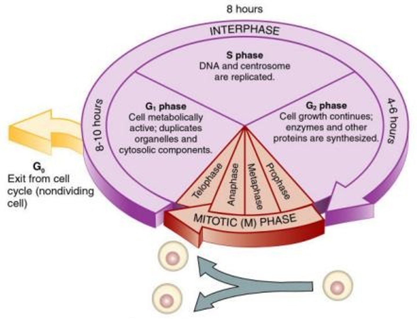 <p>Preparation phase for cell division.</p>