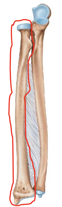 <p>Lateral forearm bone</p>