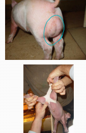 <p>Scrotal Hernias in <span style="color: rgb(230, 155, 255)">pigs</span></p>