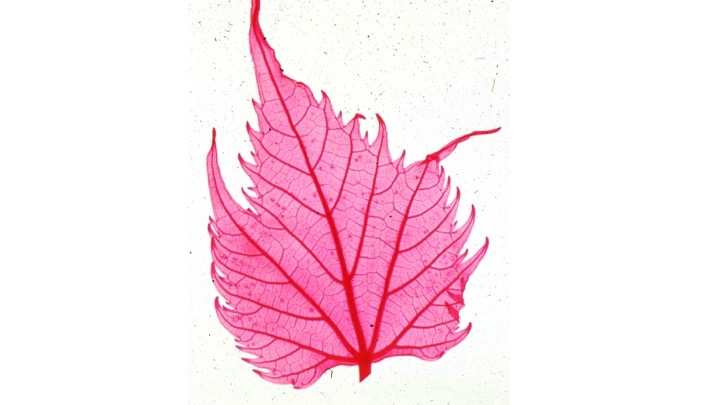 <p><span>What type of veination pattern is seen on this leaf (be specific)?</span></p><ul><li><p>Palmately Netted</p></li><li><p>Parallel</p></li><li><p>Pinnately Netted</p></li></ul><p></p>