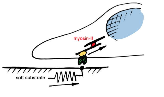 <ul><li><p>cells pull on their surroundings</p></li><li><p>actin is polymerised at the edge of the cell and pulled by myosin-II</p></li><li><p>if surrounding is soft, soft surroundings will be deformed </p></li></ul><p></p>