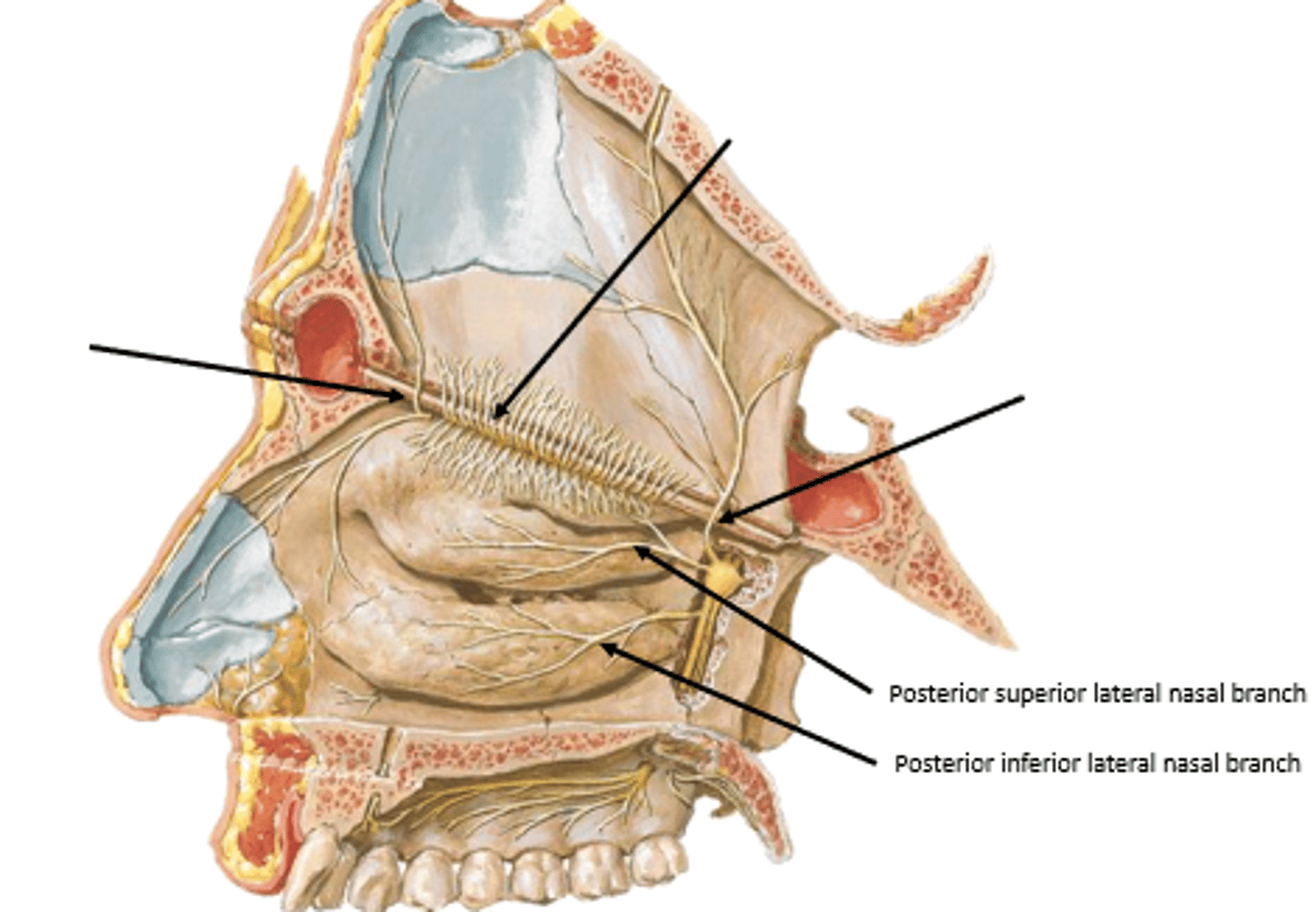 <p>posterior superior/inferior lateral nasal branches</p>