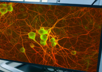 <p>What type of cell is this?</p>