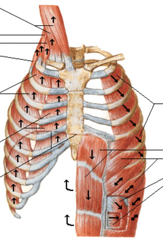 <p>muscles of respiraton</p>