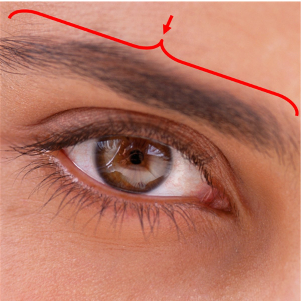 <p>mistress's eyebrow</p>