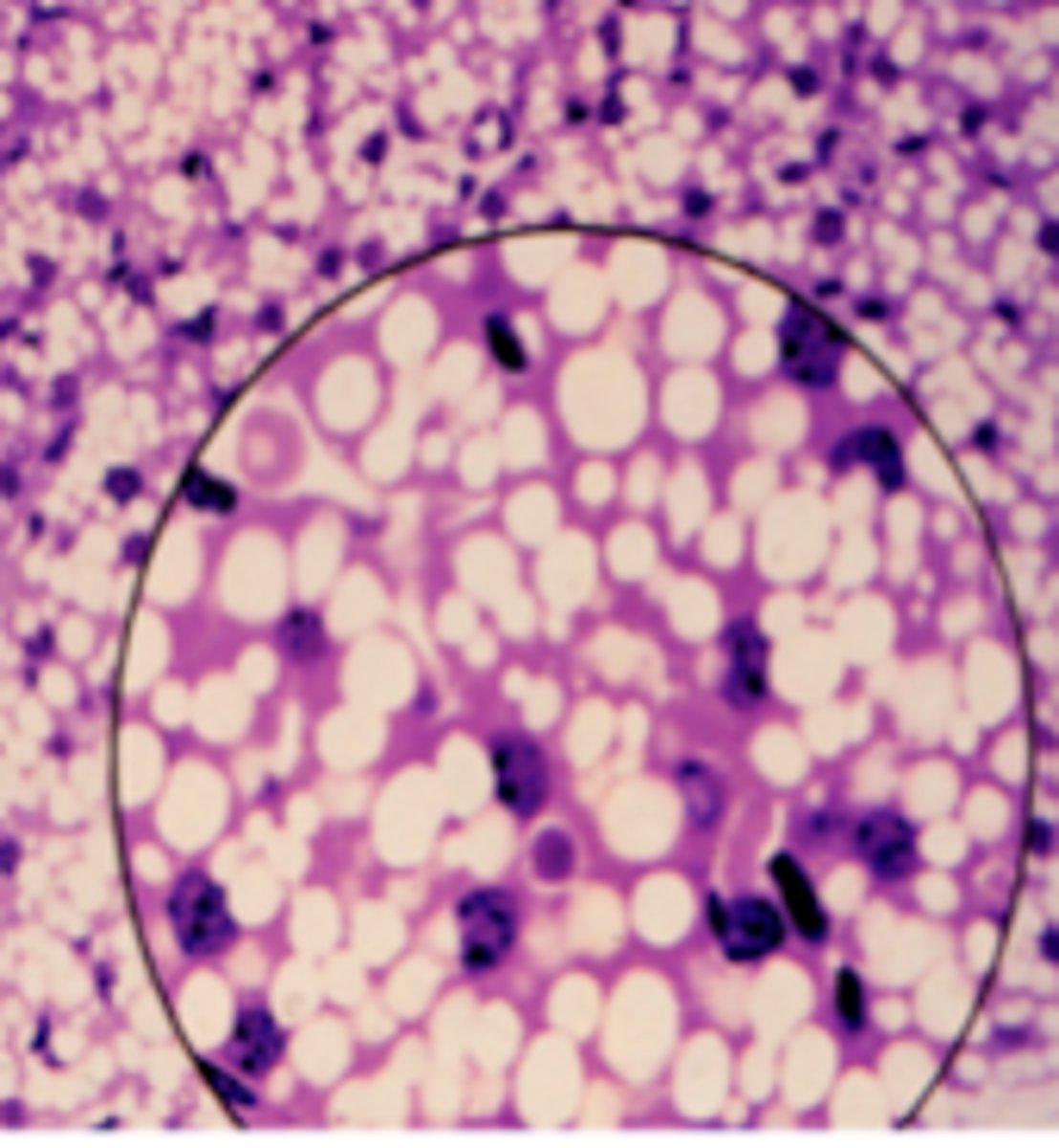 <p>What is this tissue specialized for?</p>