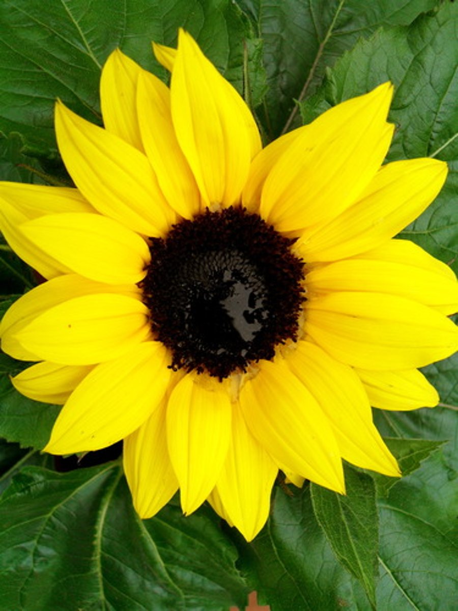 <p>Helianthus annuus</p>