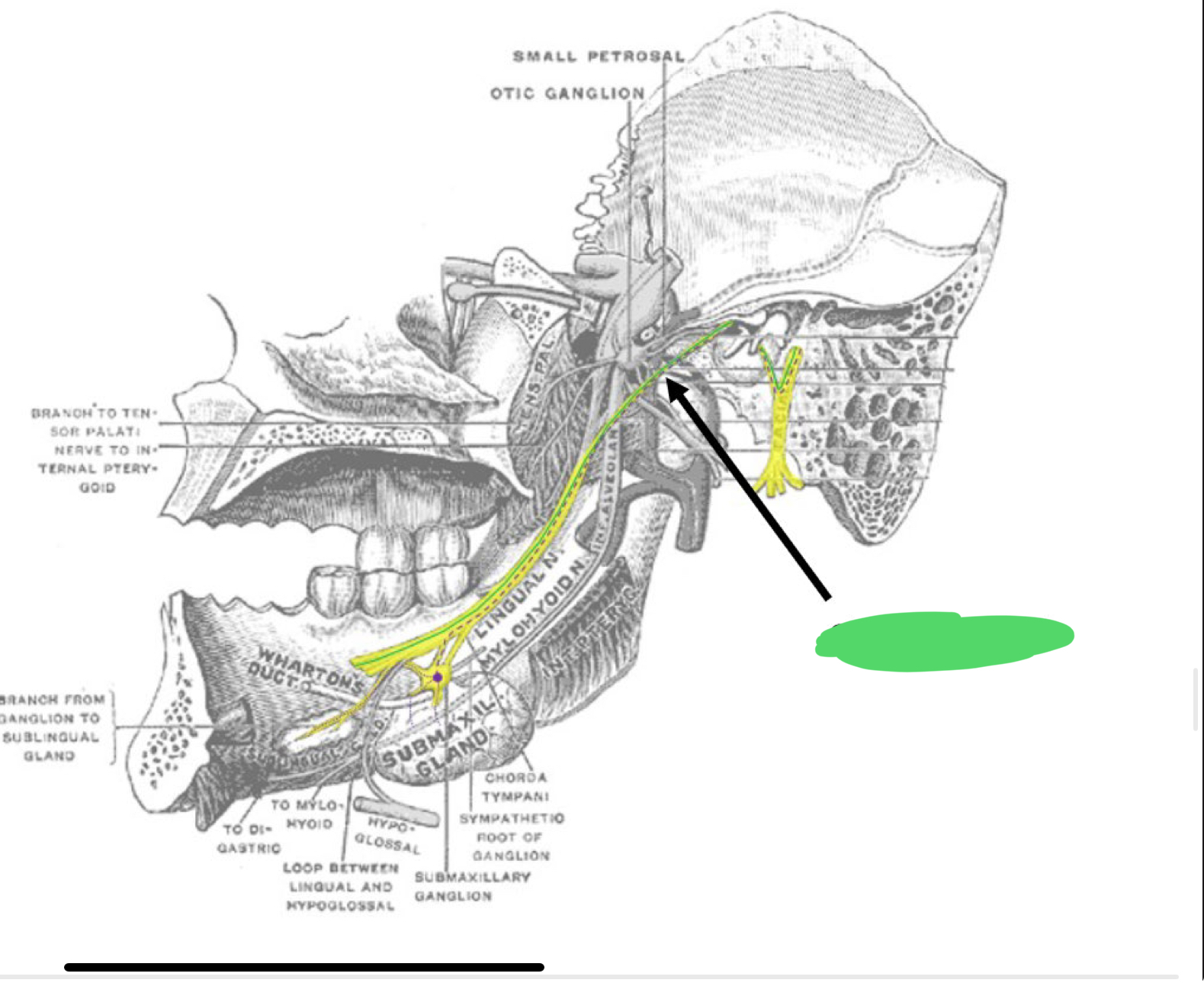 <p>What is the name of the nerve located in the green arrow?</p>