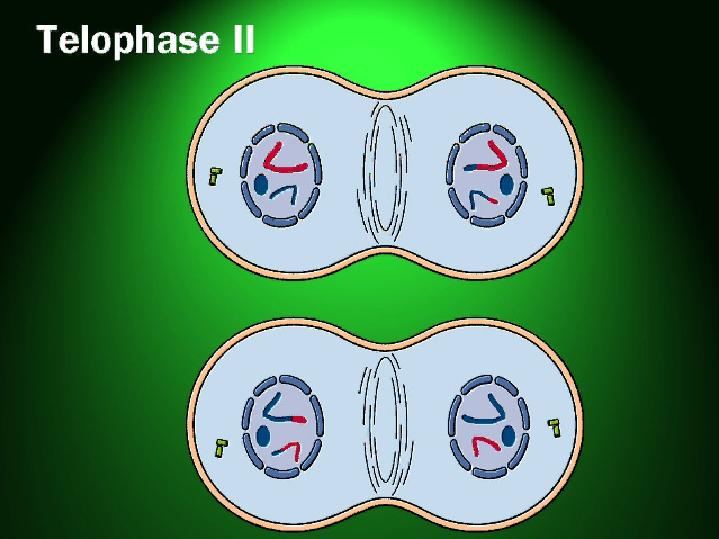 <p>4 new cells have 1 set of chromosomes </p>