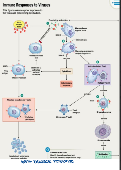 <ul><li><p>free viral particles will enter into host cells</p><ul><li><p>infected host cells displays endogenous antigen with MHCI</p><ul><li><p>activates cytotoxic T cells (destroy infected cell)</p></li><li><p>infected cell is destroyed → reservoir for viral production is eliminated</p></li></ul></li><li><p>if previous exposure has taken place memory B cells are activated by virus</p><ul><li><p>antibodies neutralize free virus preventing infection of host cells</p></li><li><p>antibody-virus complexes are phagocytosed by macrophages</p><ul><li><p>viral antigens are presented with MHCII</p><ul><li><p>activates Th cells</p><ul><li><p>activated Th cells will activate Tc cells and B lymphocyte</p></li></ul></li></ul></li><li><p>macrophages produces interferon-a</p><ul><li><p>sparks anti-viral response in uninfected host cells (important for inflammation)</p><ul><li><p>minimize the number of new cells that may become infected</p></li></ul></li></ul></li><li><p>macrophage produced pro-inflammatory cytokines</p></li></ul></li></ul></li></ul></li></ul><p></p>