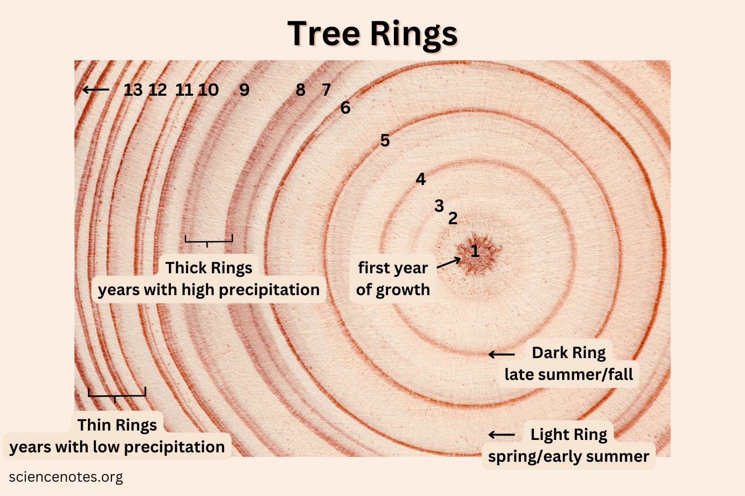 <p><strong>Dendrochronology:</strong></p><ul><li><p>Tree trunks have annual rings due to seasonal patterns of growth</p></li><li><p>Big cells in summer, followed by small cells in winter</p></li><li><p>Narrow annual rings mean that growth was slow → so temperature was colder</p></li><li><p>Wider annual rings mean that growth was faster → so temperature was warmer</p></li></ul><p></p>