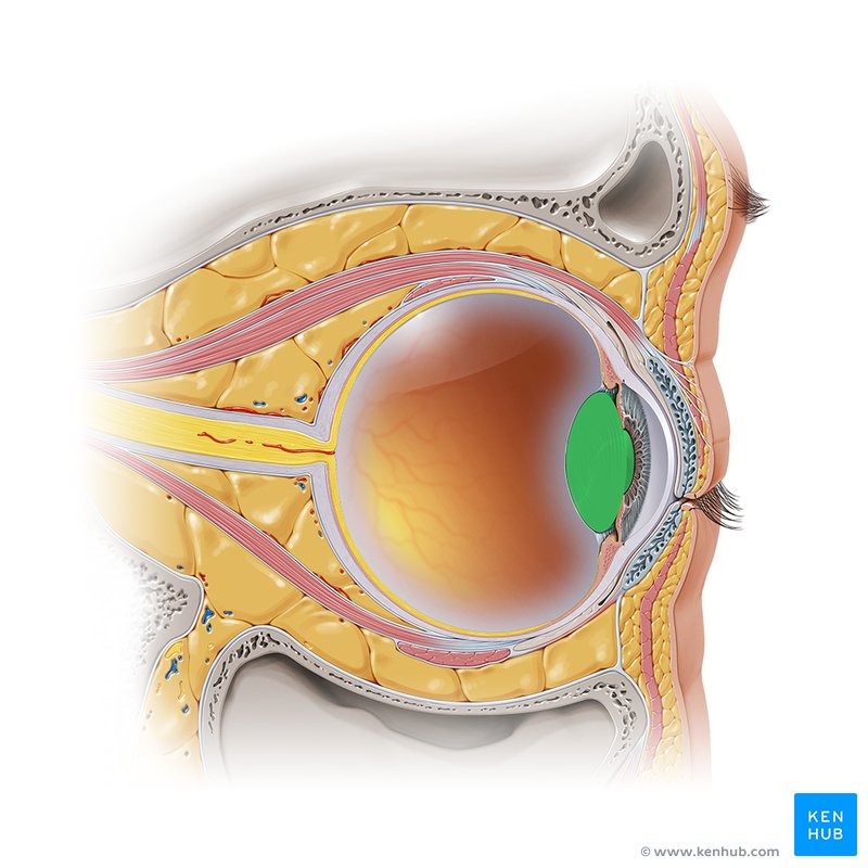 <p>Transparent structure enclosed in a capsule and suspended between the posterior chamber and vitreous body by the ciliary zonules</p>