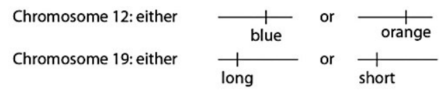 A certain (hypothetical) organism is diploid, has either blue or orange wings as the consequence of one of its genes on chromosome 12, and has either long or short antennae as the result of a second gene on chromosome 19, as shown in the figure above. If a female of this species has one chromosome 12 with a blue gene and another chromosome 12 with an orange gene, and has both number 19 chromosomes with short genes, she will produce which of the following egg types?